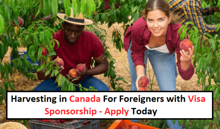 Harvesting in Canada For Foreigners with Visa Sponsorship – Apply Today